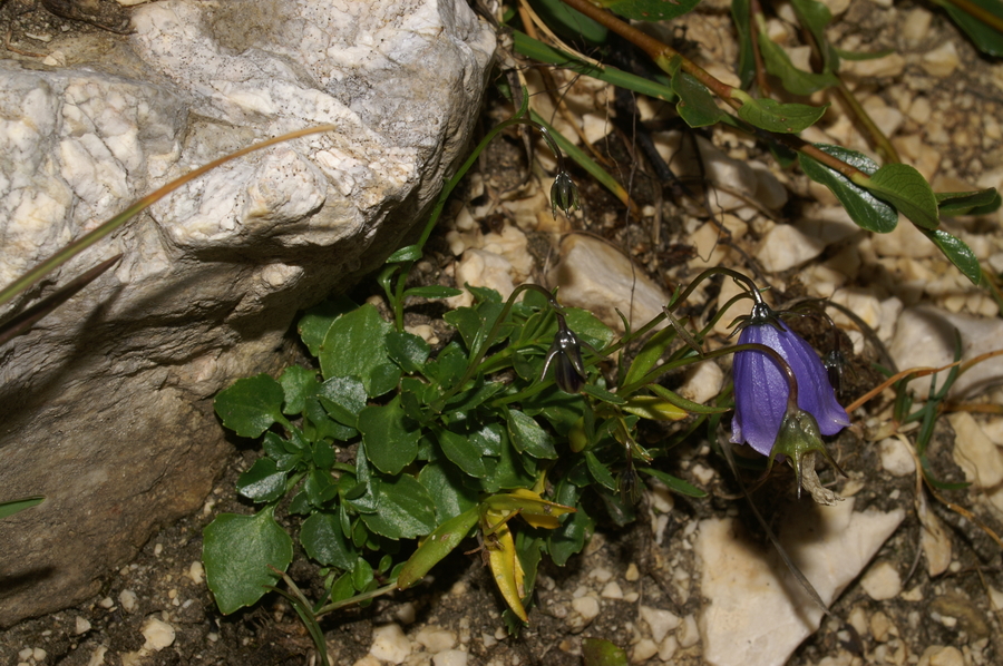 Trebušasta zvončica (<i>Campanula cochleariifolia</i>), Zavetišče pod Špičkom, 2007-08-25 (Foto: Benjamin Zwittnig)