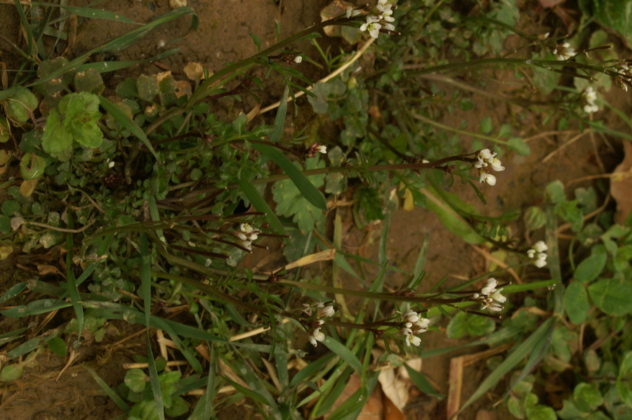 Dlakava penuša (<i>Cardamine hirsuta</i>), Belca (Polhov Gradec), 2007-04-01 (Foto: Benjamin Zwittnig)