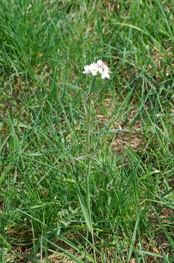 Travniška penuša (<i>Cardamine pratensis</i>), Lj. barje, 2006-04-22 (Foto: Benjamin Zwittnig)
