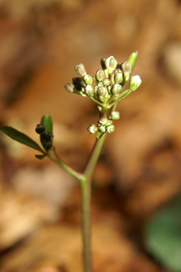 Trilistna penuša (<i>Cardamine trifolia</i>), Preval, 2010-04-03 (Foto: Benjamin Zwittnig)