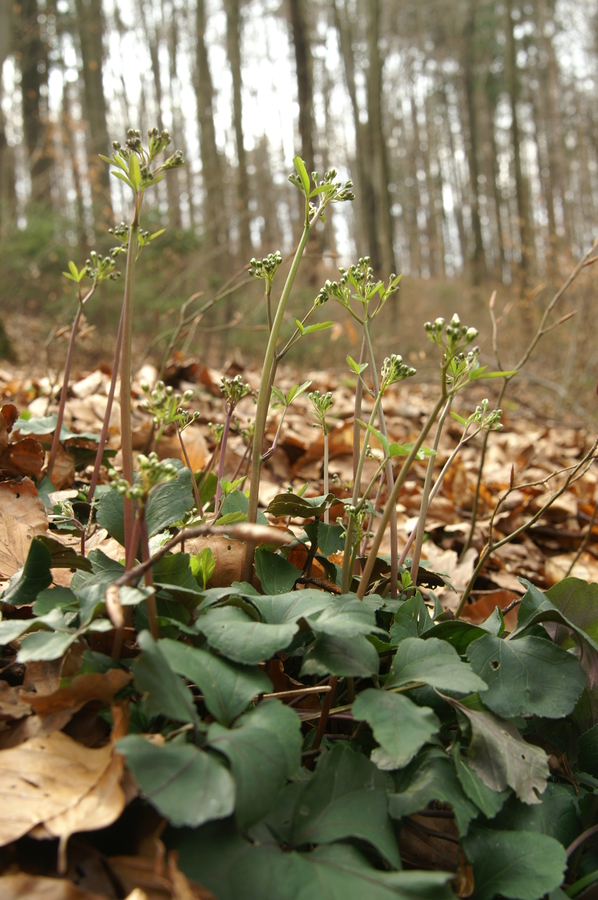 Trilistna penuša (<i>Cardamine trifolia</i>), Preval, 2010-04-03 (Foto: Benjamin Zwittnig)
