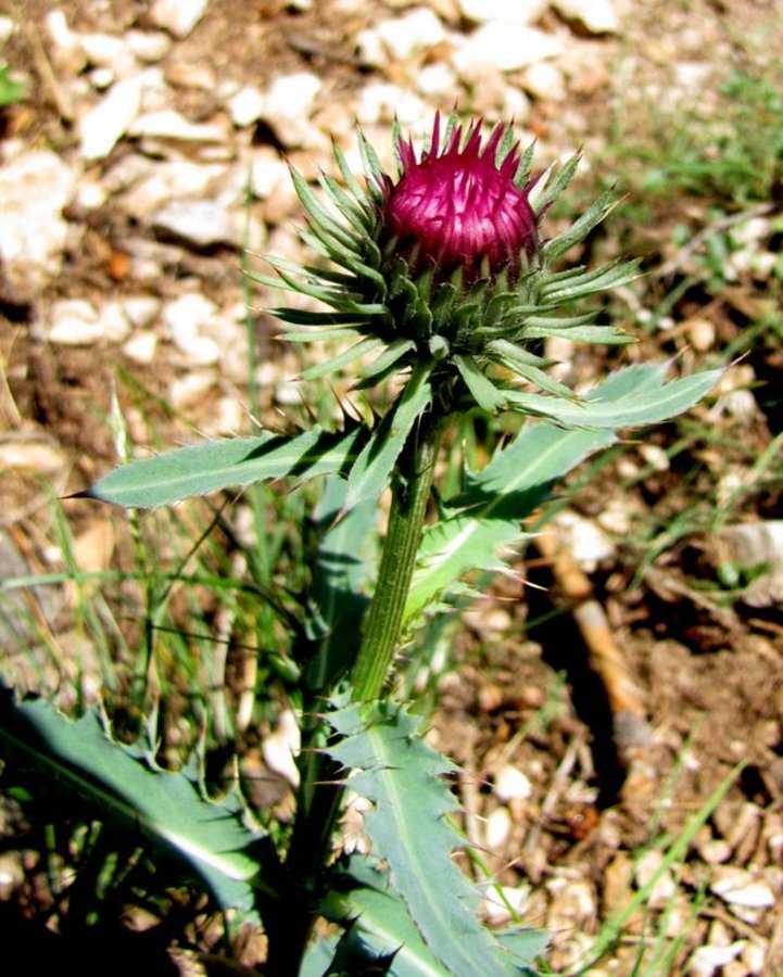 Alpski bodak (<i>Carduus defloratus ssp. defloratus</i>), Stegovnik (Kamniške Alpe), 2012-07-08 (Foto: Boris Gaberšček)