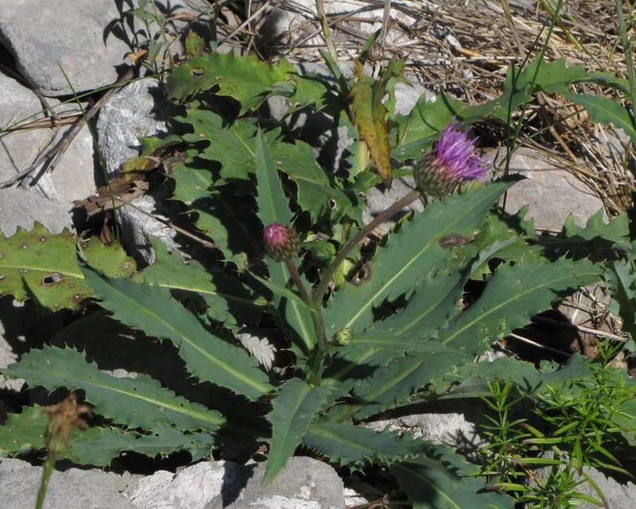 Alpski bodak (<i>Carduus defloratus ssp. defloratus</i>), dolina Vrata, 2010-08-02 (Foto: Boris Gaberšček)