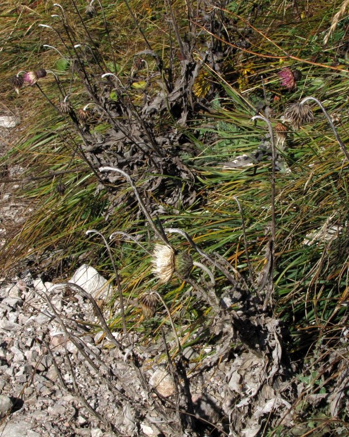 Alpski bodak (<i>Carduus defloratus ssp. defloratus</i>), Košutica, 2013-10-02 (Foto: Boris Gaberšček)