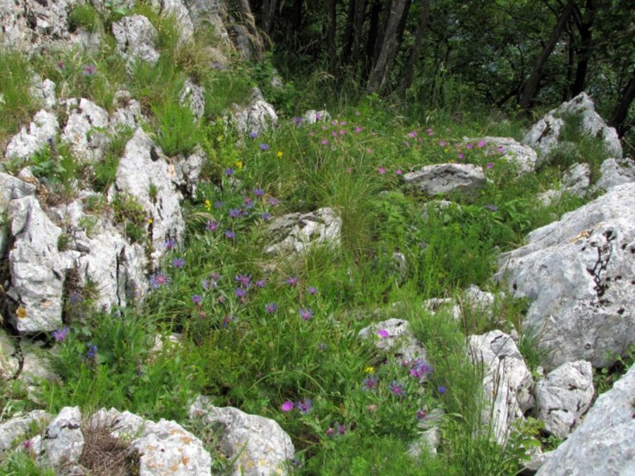 Gorski glavinec (<i>Centaurea montana</i>), Gora nad Ajdovščino, 2012-06-08 (Foto: Boris Gaberšček)