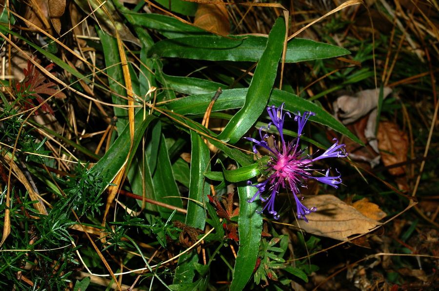 Triumfettijev glavinec (<i>Centaurea triumfettii</i>), Gonte, 2006-10-11 (Foto: Benjamin Zwittnig)