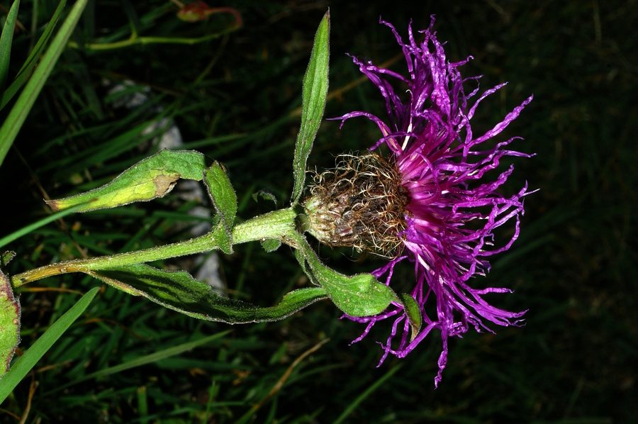 Peresasti glavinec (<i>Centaurea uniflora ssp. nervosa</i>), Viševnik, 2006-09-23 (Foto: Benjamin Zwittnig)