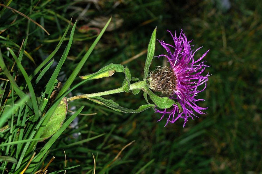 Peresasti glavinec (<i>Centaurea uniflora ssp. nervosa</i>), Viševnik, 2006-09-23 (Foto: Benjamin Zwittnig)