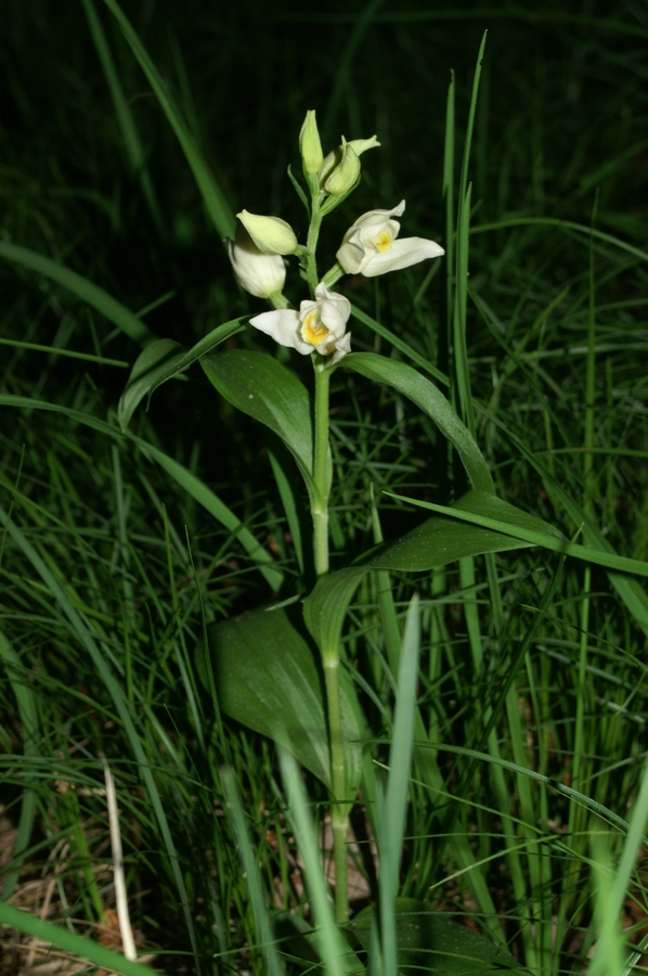 Bleda naglavka (<i>Cephalanthera damansonium</i>), 2006-05-21 (Foto: Benjamin Zwittnig)