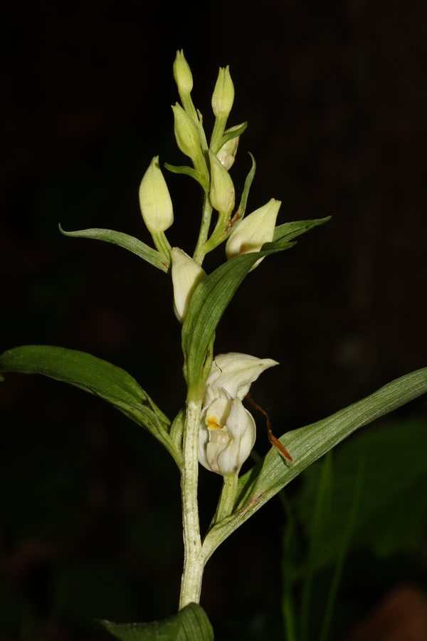 Bleda naglavka (<i>Cephalanthera damansonium</i>), 2016-05-28 (Foto: Benjamin Zwittnig)