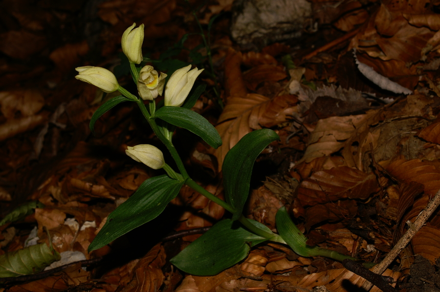 Bleda naglavka (<i>Cephalanthera damansonium</i>), 2006-06-23 (Foto: Benjamin Zwittnig)