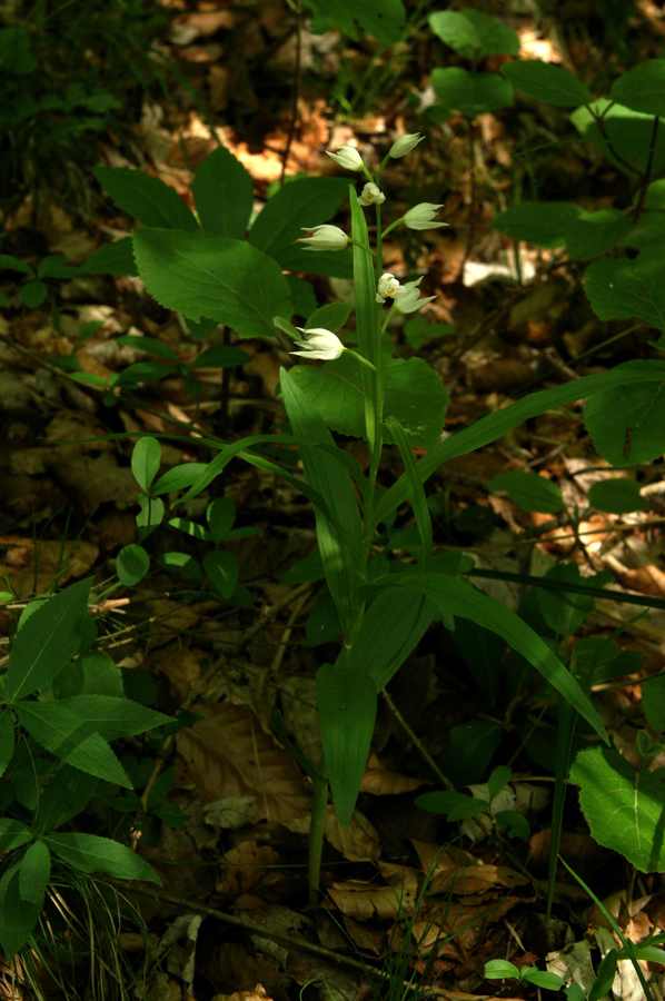 Dolgolistna naglavka (<i>Cephalanthera longifolia</i>), 2009-05-17 (Foto: Benjamin Zwittnig)