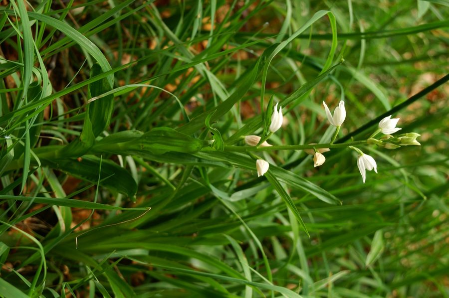 Dolgolistna naglavka (<i>Cephalanthera longifolia</i>), 2006-06-23 (Foto: Benjamin Zwittnig)
