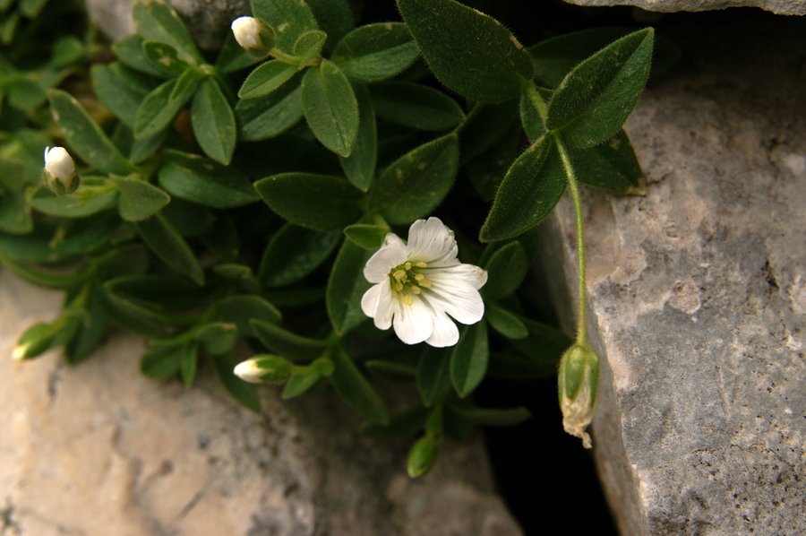 Koroška smiljka (<i>Cerastium carinthiacum ssp. austroalpinum</i>), nad Planiko (Triglav), 2009-09-11 (Foto: Benjamin Zwittnig)