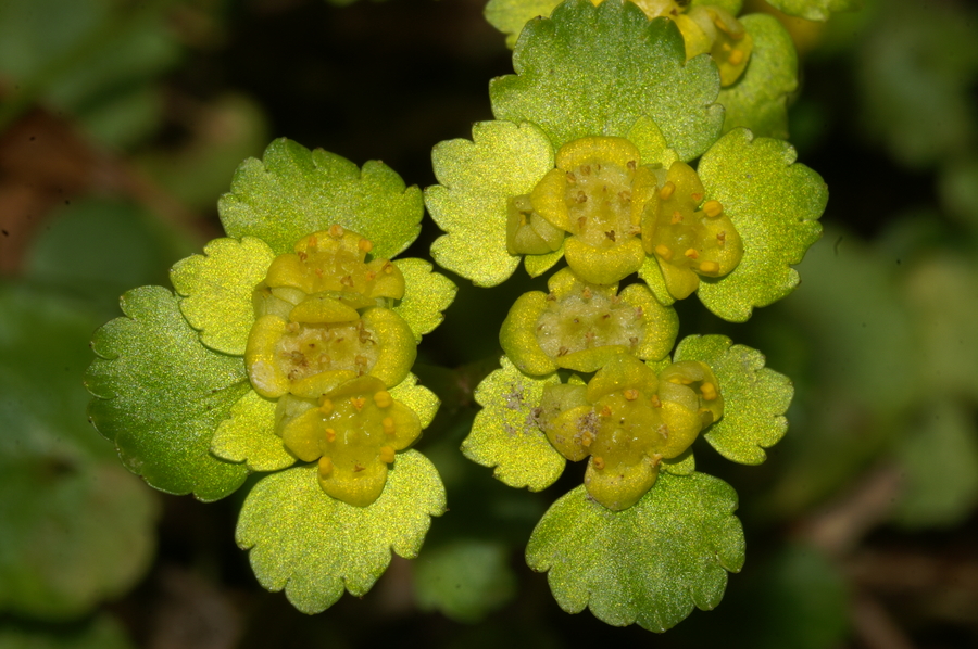 Spiralastolistni vraničnik (<i>Chrysosplenium alternifolium</i>), Dvor, 2007-03-17 (Foto: Benjamin Zwittnig)