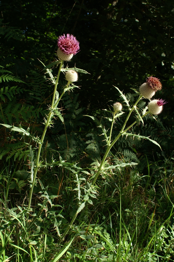 Volnatoglavi osat (<i>Cirsium eriophorum</i>), Pokojišče – Begunje, 2007-09-09 (Foto: Benjamin Zwittnig)