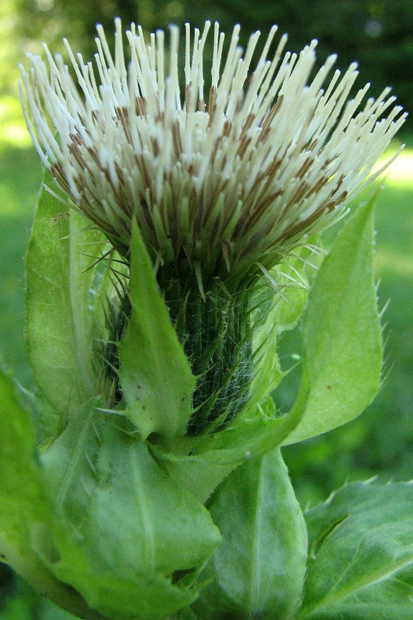 Mehki osat (<i>Cirsium oleraceum</i>), Bohor (Posavje), 2009-07-20 (Foto: Sonja Kostevc)