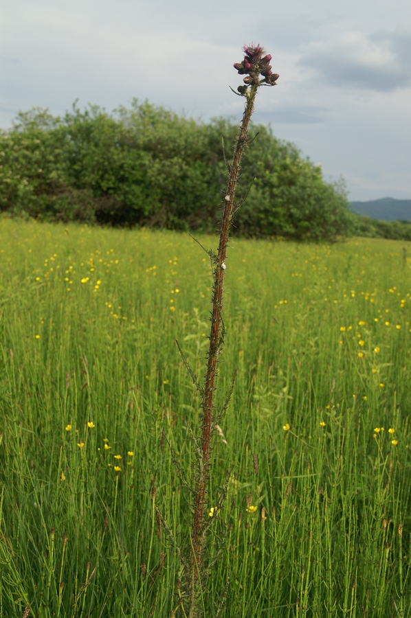 Močvirski osat (<i>Cirsium palustre</i>), Lj. barje, 2010-05-27 (Foto: Benjamin Zwittnig)