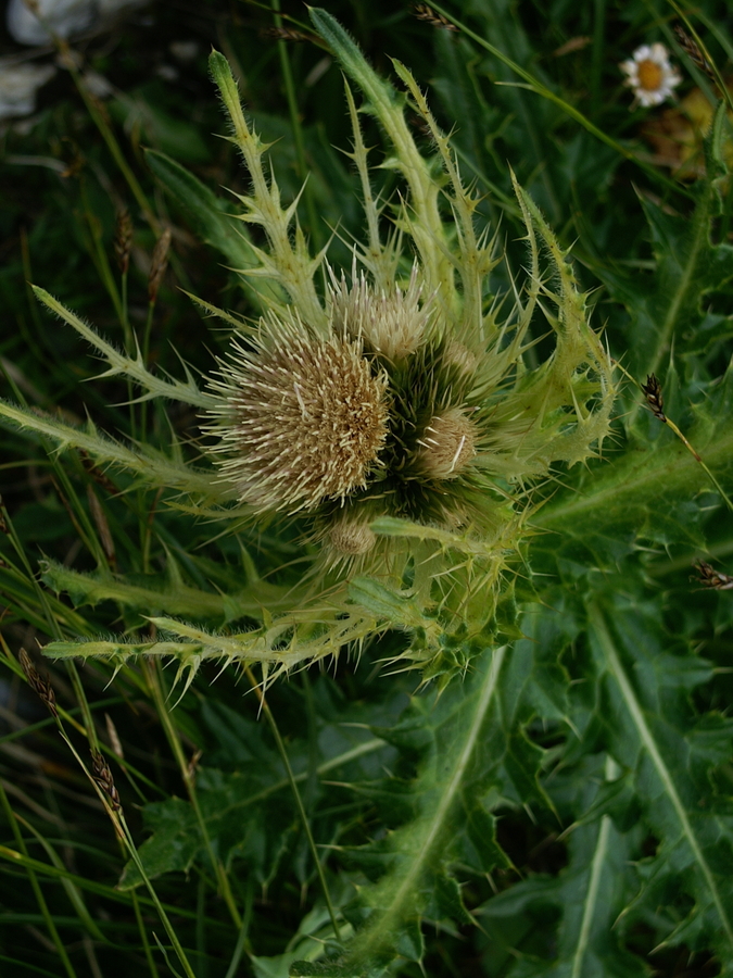 Trnati osat (<i>Cirsium spinosissimum</i>), Pod Rjavino, 2006-09-01 (Foto: Benjamin Zwittnig)