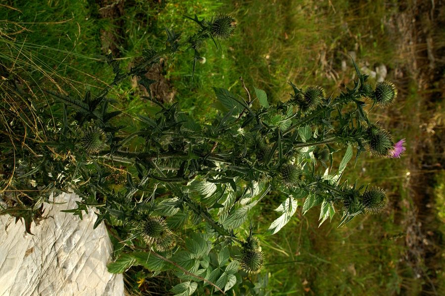 Navadni osat (<i>Cirsium vulgare</i>), Soriška planina, 2006-08-15 (Foto: Benjamin Zwittnig)