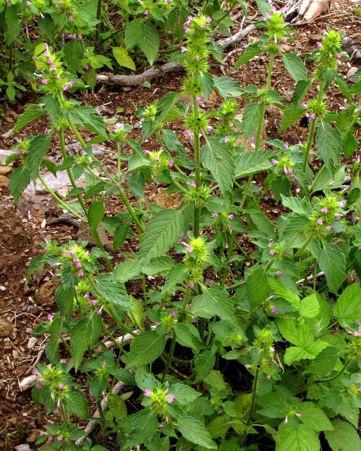 Navadna mačja zel (<i>Clinopodium vulgare ssp. vulgare</i>), Hlipovec (Smrekovško pogorje), 2010-08-05 (Foto: Boris Gaberšček)