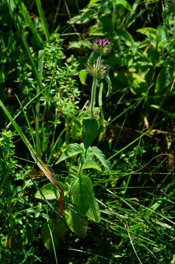 Navadna mačja zel (<i>Clinopodium vulgare ssp. vulgare</i>), Fridrihštajn, 2006-07-08 (Foto: Benjamin Zwittnig)