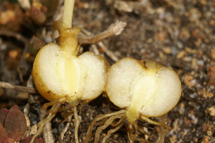 Črvsti petelinček (<i>Corydalis solida</i>), 2007-03-10,    Za razliko od C. cava, C solida nima votlega gomolja. (Foto: Benjamin Zwittnig)