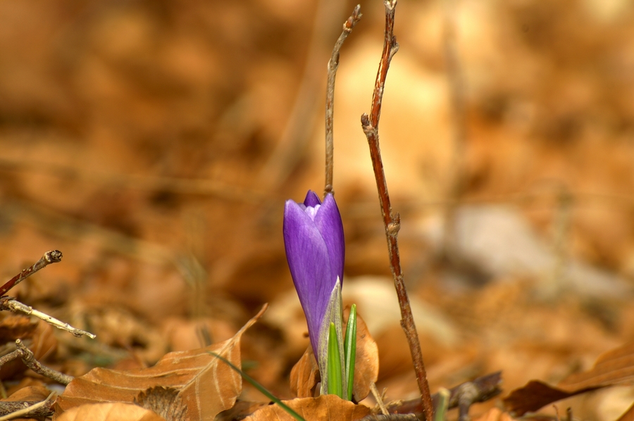 Pomladanski žafran (<i>Crocus vernus ssp. vernus</i>), Slavnik, 2006-03-25 (Foto: Benjamin Zwittnig)