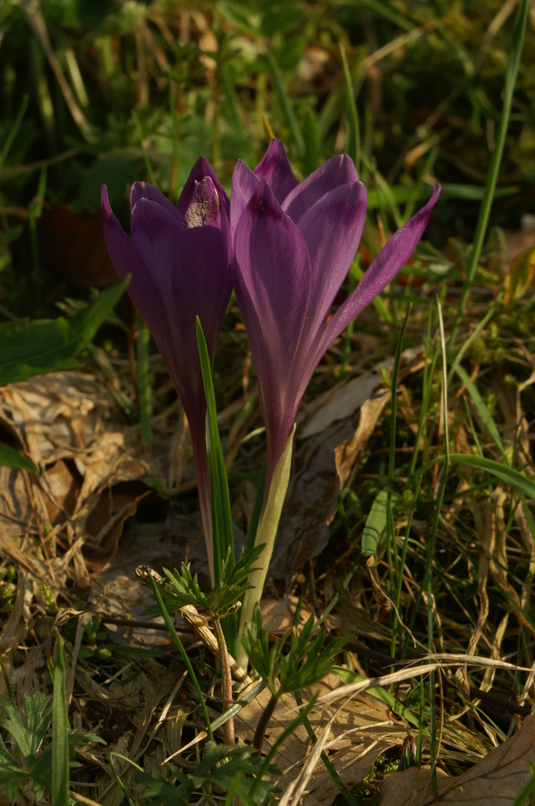 Pomladanski žafran (<i>Crocus vernus ssp. vernus</i>), Katarina nad Ljubljano, 2008-04-15 (Foto: Benjamin Zwittnig)