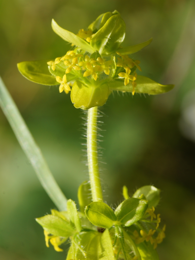 Navadna dremota (<i>Cruciata laevipes</i>), Vitranc, 2014-07-04 (Foto: Benjamin Zwittnig)
