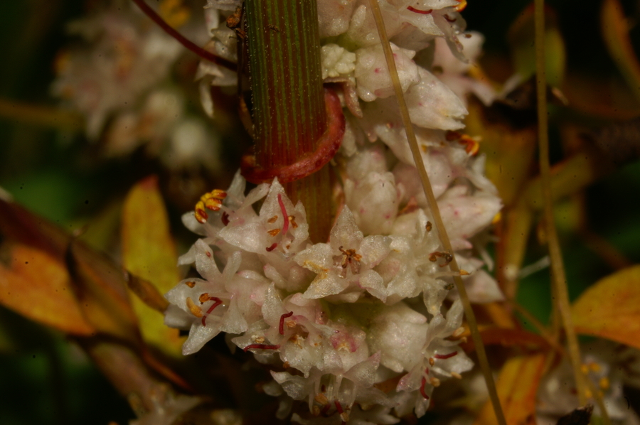 Drobnocvetna predenica (<i>Cuscuta epithymum</i>), Semič, 2006-08-26 (Foto: Benjamin Zwittnig)