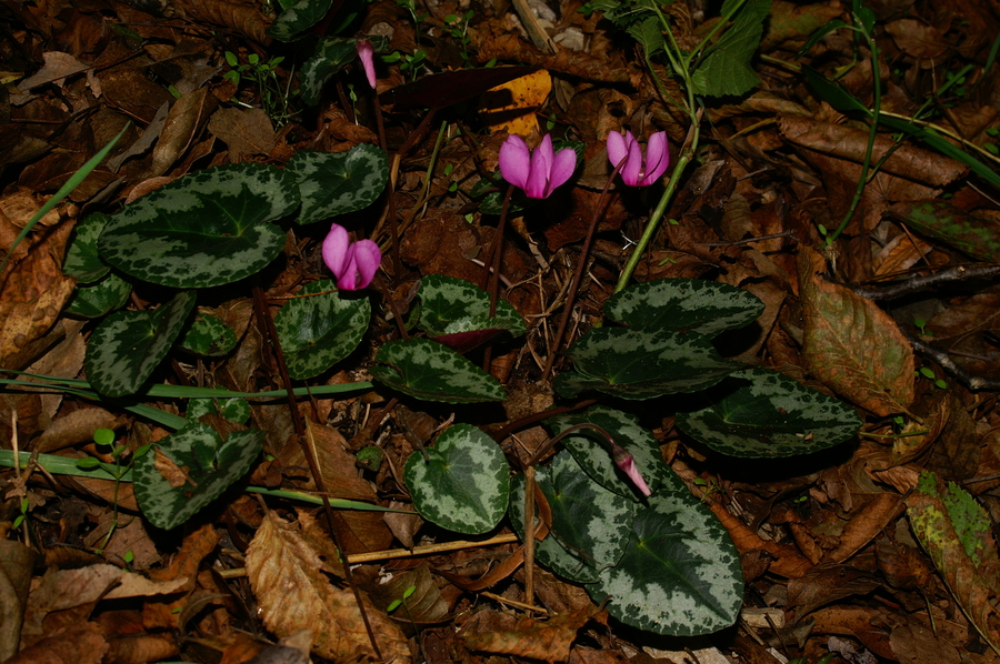 Navadna ciklama (<i>Cyclamen purpurascens</i>), 2006-10-30 (Foto: Benjamin Zwittnig)