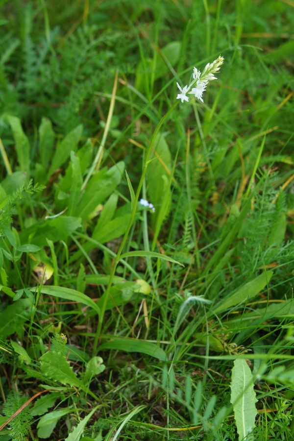 Fuksova prstasta kukavica (<i>Dactylorhiza maculata ssp. fuchsii</i>), 2013-06-09 (Foto: Benjamin Zwittnig)