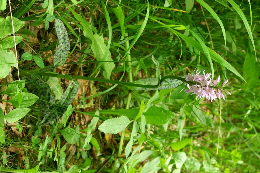 Fuksova prstasta kukavica (<i>Dactylorhiza maculata ssp. fuchsii</i>), 2006-06-23 (Foto: Benjamin Zwittnig)