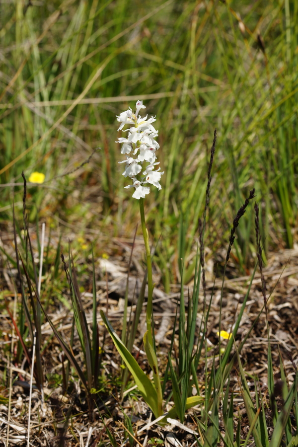 Transilvanska prstasta kukavica (<i>Dactylorhiza maculata ssp. transsilvanica</i>), 2014-07-05 (Foto: Benjamin Zwittnig)