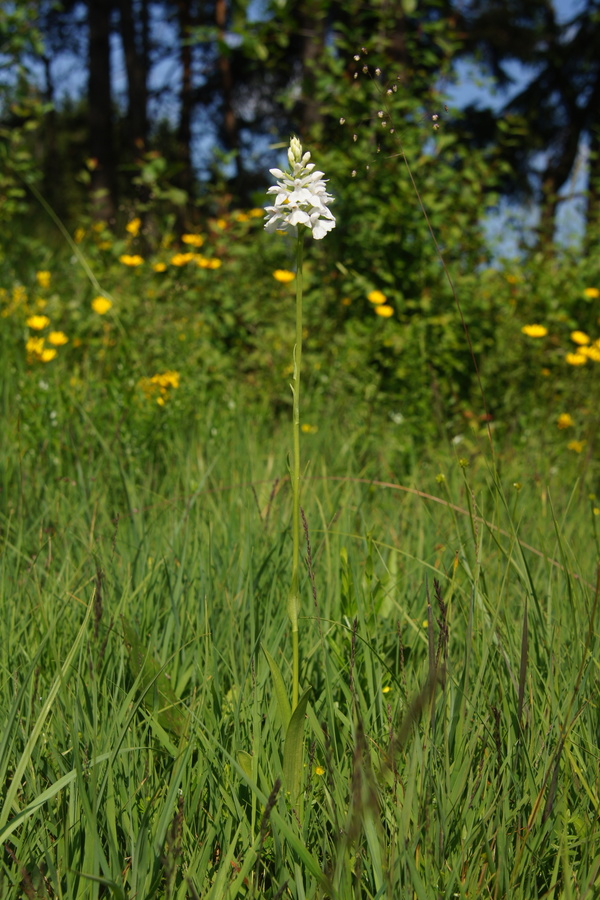 Transilvanska prstasta kukavica (<i>Dactylorhiza maculata ssp. transsilvanica</i>), 2013-07-06 (Foto: Benjamin Zwittnig)