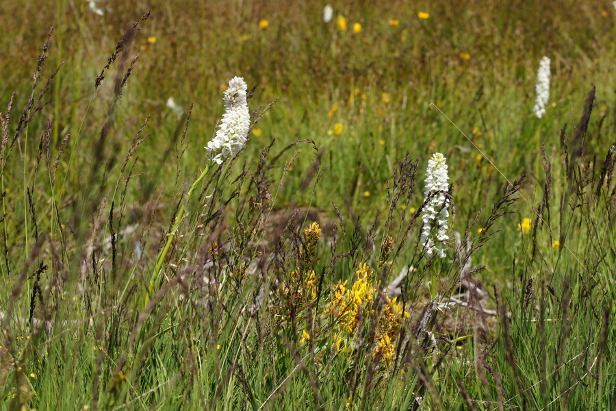 Transilvanska prstasta kukavica (<i>Dactylorhiza maculata ssp. transsilvanica</i>), 2014-07-05 (Foto: Benjamin Zwittnig)