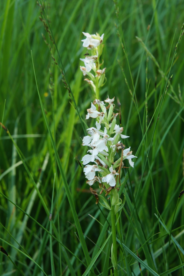 Transilvanska prstasta kukavica (<i>Dactylorhiza maculata ssp. transsilvanica</i>), 2013-07-31 (Foto: Benjamin Zwittnig)