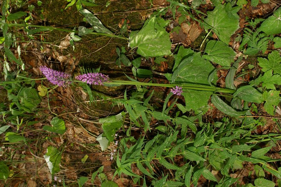 Fuksova prstasta kukavica (<i>Dactylorhiza maculata ssp. fuchsii</i>), 2006-06-28 (Foto: Benjamin Zwittnig)