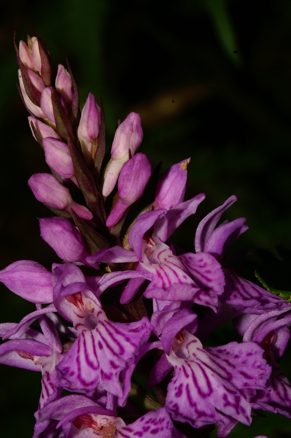 Fuksova prstasta kukavica (<i>Dactylorhiza maculata ssp. fuchsii</i>), 2006-06-18 (Foto: Polona Novak)