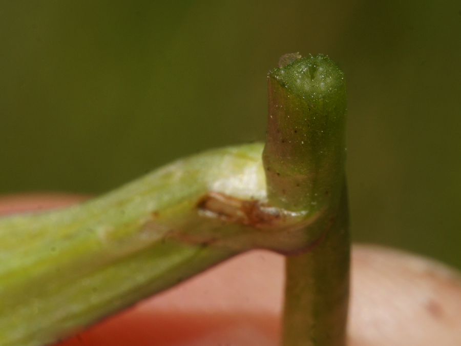 Traunsteinerjeva prstasta kukavica (<i>Dactylorhiza traunsteineri</i>), 2016-05-28 (Foto: Benjamin Zwittnig)