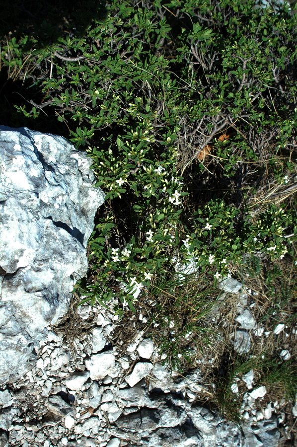 Alpski volčin (<i>Daphne alpina</i>), Nanos, 2007-04-28 (Foto: Irja Mrak)
