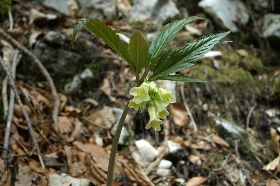 Deveterolistna konopnica (<i>Cardamine enneaphyllos</i>), Kamniška bistrica, 2006-04-17 (Foto: Benjamin Zwittnig)