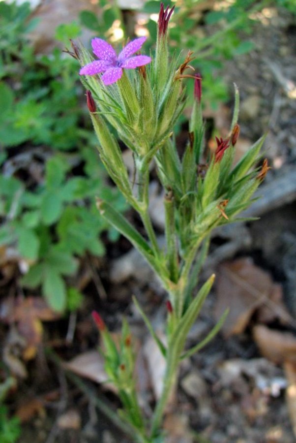 Srhki klinček (<i>Dianthus armeria</i>), 2009-07-20 (Foto: Sonja Kostevc)