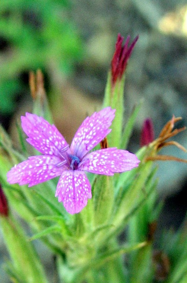 Srhki klinček (<i>Dianthus armeria</i>), 2009-07-20 (Foto: Sonja Kostevc)