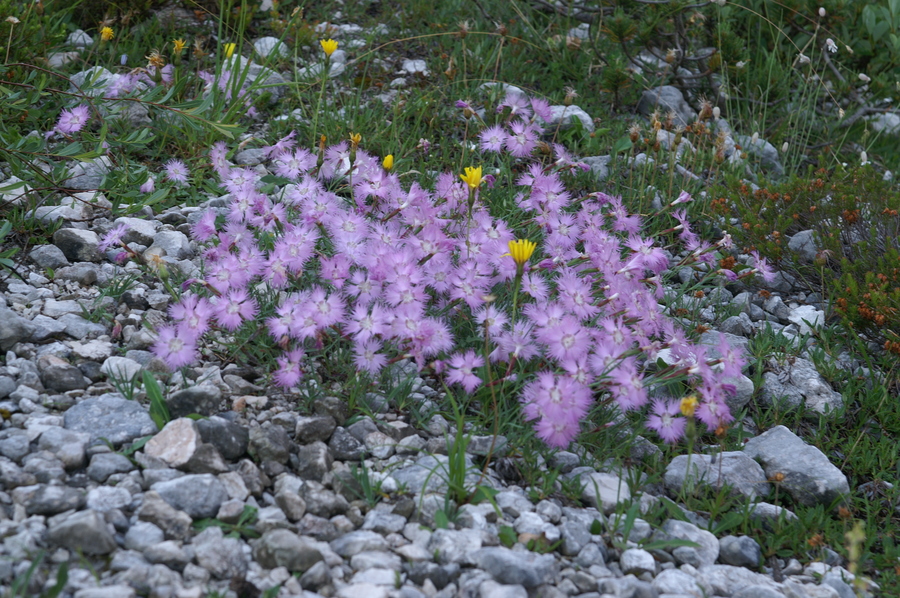 Sternbergov klinček (<i>Dianthus sternbergii</i>), 2010-07-11 (Foto: Benjamin Zwittnig)