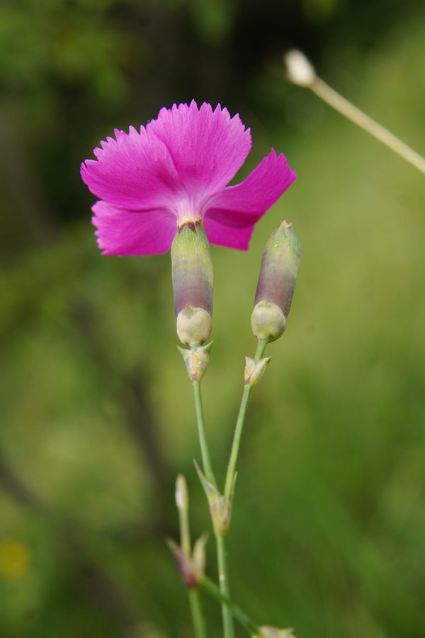 Divji klinček (<i>Dianthus sylvestris</i>), 2016-06-12 (Foto: Benjamin Zwittnig)
