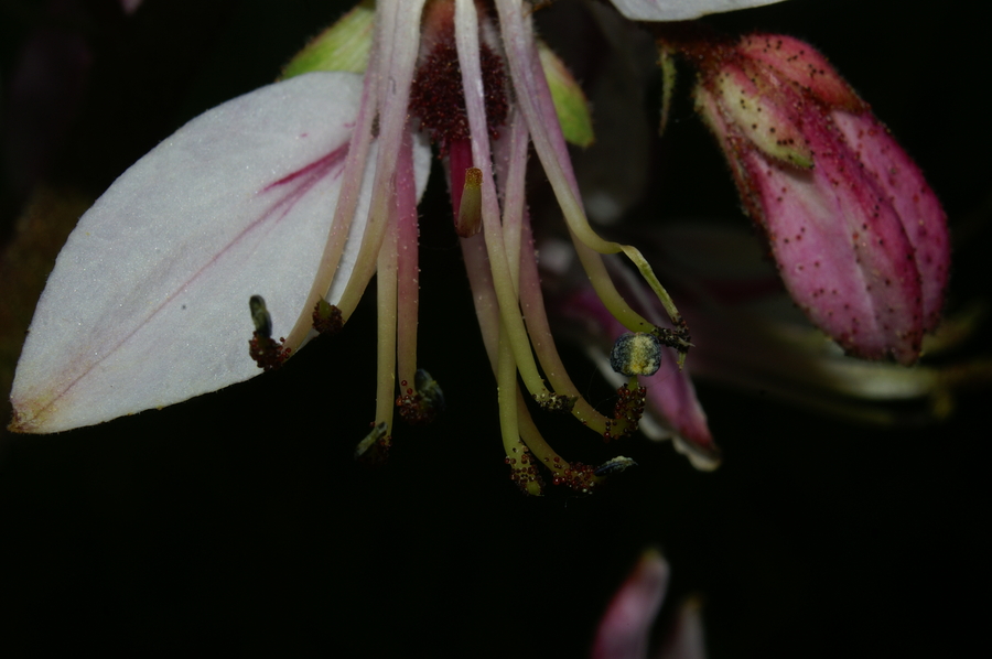 Navadni jesenček (<i>Dictamnus albus</i>), Trstelj, 2006-06-04 (Foto: Benjamin Zwittnig)