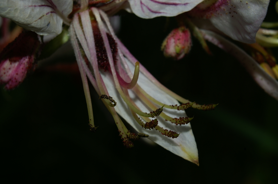Navadni jesenček (<i>Dictamnus albus</i>), Trstelj, 2006-06-04 (Foto: Benjamin Zwittnig)