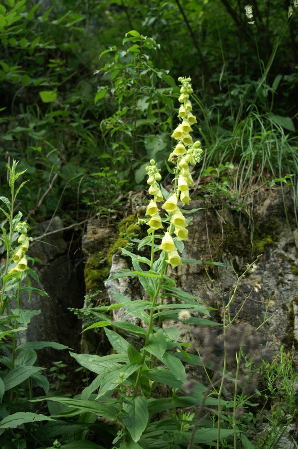 Velecvetni naprstec (<i>Digitalis grandiflora</i>), Polhov gradec, 2008-06-18 (Foto: Benjamin Zwittnig)